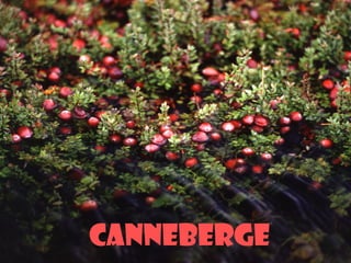 Canneberge
 
