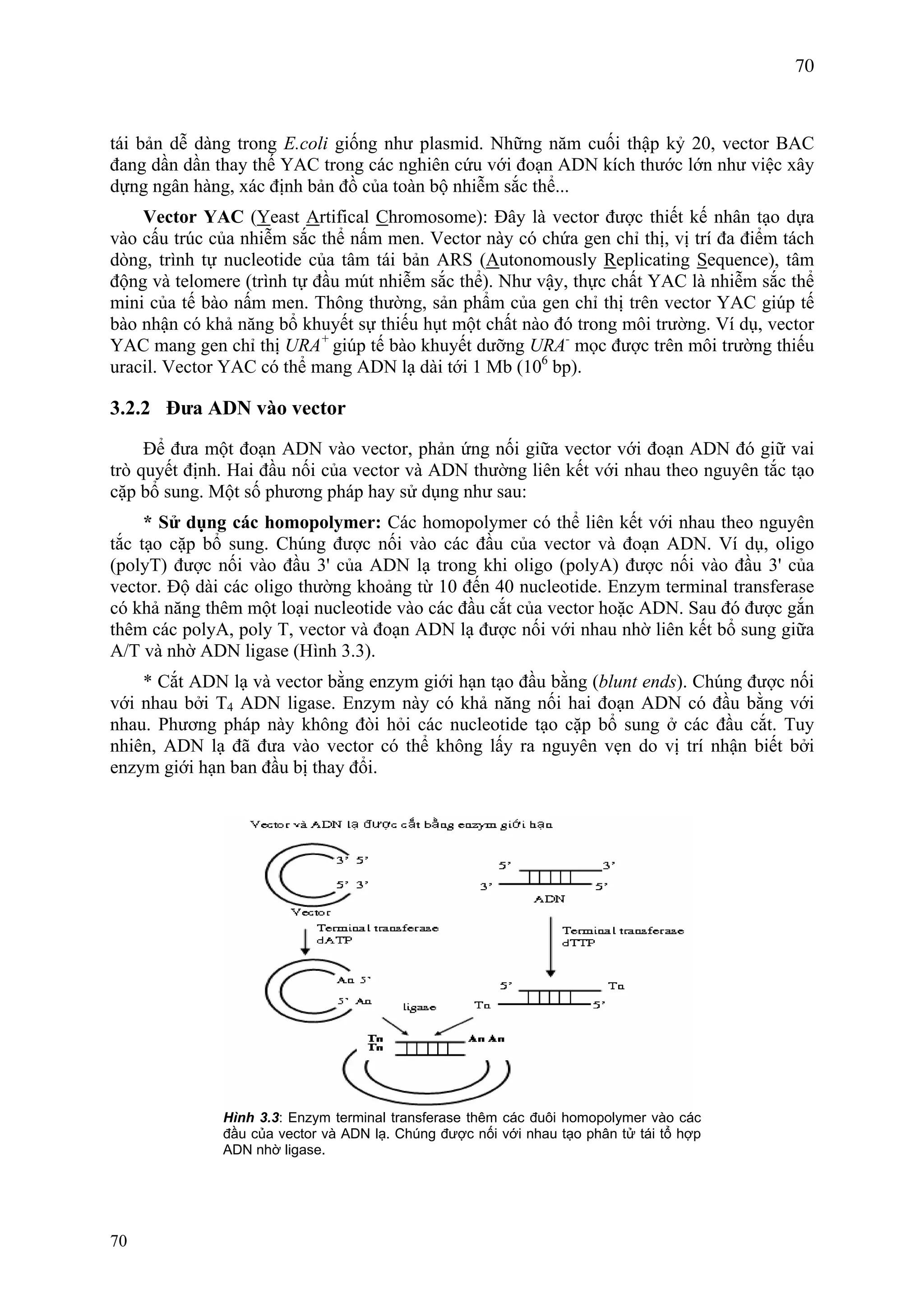 70
tái bản dễ dàng trong E.coli giống như plasmid. Những năm cuối thập kỷ 20, vector BAC
đang dần dần thay thế YAC trong các nghiên cứu với đoạn ADN kích thước lớn như việc xây
dựng ngân hàng, xác định bản đồ của toàn bộ nhiễm sắc thể...
Vector YAC (Yeast Artifical Chromosome): Đây là vector được thiết kế nhân tạo dựa
vào cấu trúc của nhiễm sắc thể nấm men. Vector này có chứa gen chỉ thị, vị trí đa điểm tách
dòng, trình tự nucleotide của tâm tái bản ARS (Autonomously Replicating Sequence), tâm
động và telomere (trình tự đầu mút nhiễm sắc thể). Như vậy, thực chất YAC là nhiễm sắc thể
mini của tế bào nấm men. Thông thường, sản phẩm của gen chỉ thị trên vector YAC giúp tế
bào nhận có khả năng bổ khuyết sự thiếu hụt một chất nào đó trong môi trường. Ví dụ, vector
YAC mang gen chỉ thị URA+
giúp tế bào khuyết dưỡng URA-
mọc được trên môi trường thiếu
uracil. Vector YAC có thể mang ADN lạ dài tới 1 Mb (106
bp).
3.2.2 Đưa ADN vào vector
Để đưa một đoạn ADN vào vector, phản ứng nối giữa vector với đoạn ADN đó giữ vai
trò quyết định. Hai đầu nối của vector và ADN thường liên kết với nhau theo nguyên tắc tạo
cặp bổ sung. Một số phương pháp hay sử dụng như sau:
* Sử dụng các homopolymer: Các homopolymer có thể liên kết với nhau theo nguyên
tắc tạo cặp bổ sung. Chúng được nối vào các đầu của vector và đoạn ADN. Ví dụ, oligo
(polyT) được nối vào đầu 3' của ADN lạ trong khi oligo (polyA) được nối vào đầu 3' của
vector. Độ dài các oligo thường khoảng từ 10 đến 40 nucleotide. Enzym terminal transferase
có khả năng thêm một loại nucleotide vào các đầu cắt của vector hoặc ADN. Sau đó được gắn
thêm các polyA, poly T, vector và đoạn ADN lạ được nối với nhau nhờ liên kết bổ sung giữa
A/T và nhờ ADN ligase (Hình 3.3).
* Cắt ADN lạ và vector bằng enzym giới hạn tạo đầu bằng (blunt ends). Chúng được nối
với nhau bởi T4 ADN ligase. Enzym này có khả năng nối hai đoạn ADN có đầu bằng với
nhau. Phương pháp này không đòi hỏi các nucleotide tạo cặp bổ sung ở các đầu cắt. Tuy
nhiên, ADN lạ đã đưa vào vector có thể không lấy ra nguyên vẹn do vị trí nhận biết bởi
enzym giới hạn ban đầu bị thay đổi.
Hình 3.3: Enzym terminal transferase thêm các đuôi homopolymer vào các
đầu của vector và ADN lạ. Chúng được nối với nhau tạo phân tử tái tổ hợp
ADN nhờ ligase.
70
 