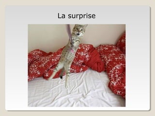 La surprise
 