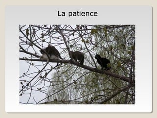 La patience
 