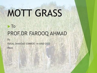 MOTT GRASS
 To
PROF.DR FAROOQ AHMAD
By
FAISAL SHAHZAD SOMROO 14-ARID-2022
PMAS
 