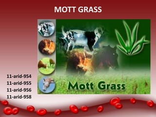 MOTT GRASS




11-arid-954
11-arid-955
11-arid-956
11-arid-958
 