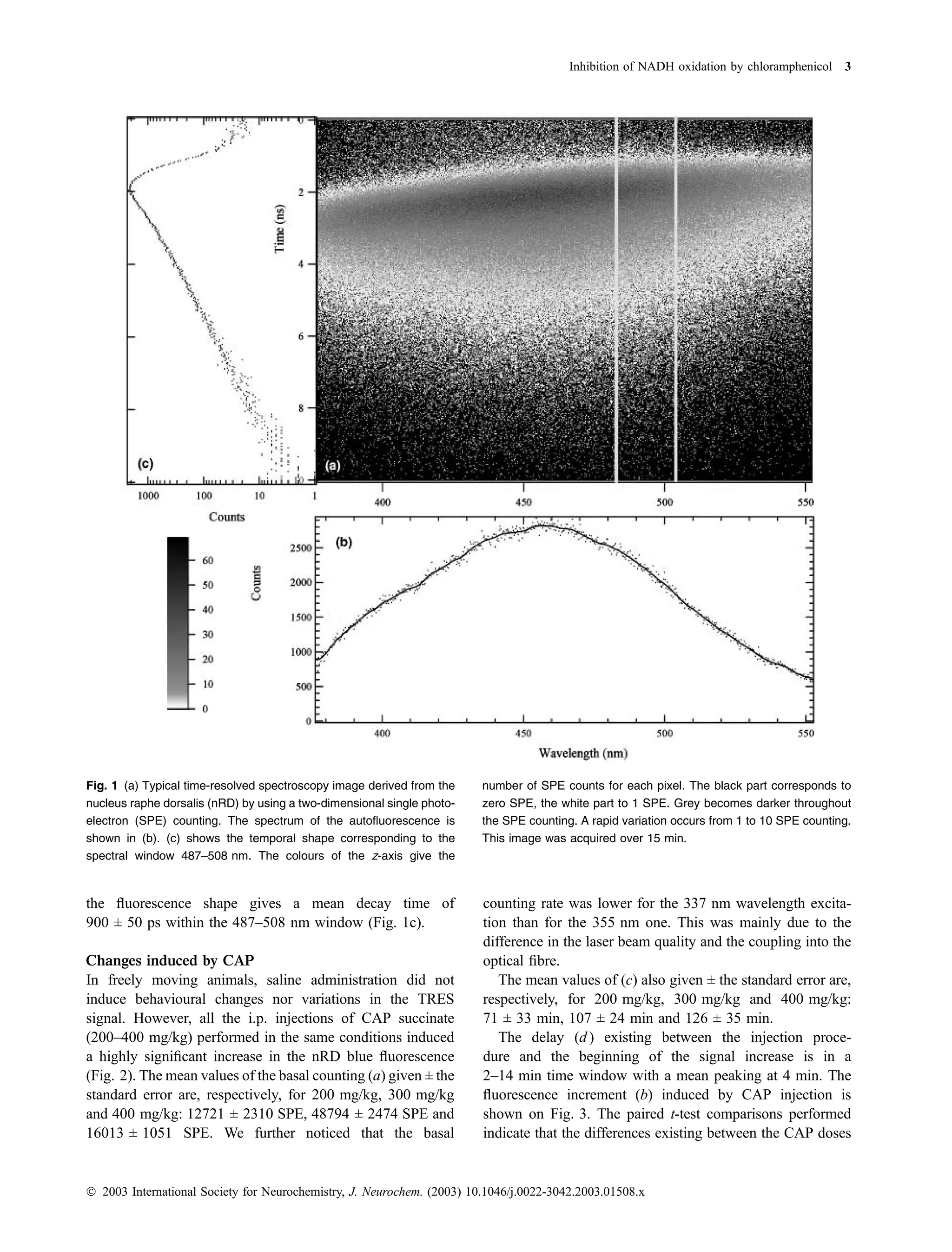 Inhibition of NADH oxidation by chloramphenicol 3




Fig. 1 (a) Typical time-resolved spectroscopy image derived from the    number of SPE counts for each pixel. The black part corresponds to
nucleus raphe dorsalis (nRD) by using a two-dimensional single photo-   zero SPE, the white part to 1 SPE. Grey becomes darker throughout
electron (SPE) counting. The spectrum of the autoﬂuorescence is         the SPE counting. A rapid variation occurs from 1 to 10 SPE counting.
shown in (b). (c) shows the temporal shape corresponding to the         This image was acquired over 15 min.
spectral window 487–508 nm. The colours of the z-axis give the



the ﬂuorescence shape gives a mean decay time of                        counting rate was lower for the 337 nm wavelength excita-
900 ± 50 ps within the 487–508 nm window (Fig. 1c).                     tion than for the 355 nm one. This was mainly due to the
                                                                        difference in the laser beam quality and the coupling into the
Changes induced by CAP                                                  optical ﬁbre.
In freely moving animals, saline administration did not                    The mean values of (c) also given ± the standard error are,
induce behavioural changes nor variations in the TRES                   respectively, for 200 mg/kg, 300 mg/kg and 400 mg/kg:
signal. However, all the i.p. injections of CAP succinate               71 ± 33 min, 107 ± 24 min and 126 ± 35 min.
(200–400 mg/kg) performed in the same conditions induced                   The delay (d ) existing between the injection proce-
a highly signiﬁcant increase in the nRD blue ﬂuorescence                dure and the beginning of the signal increase is in a
(Fig. 2). The mean values of the basal counting (a) given ± the         2–14 min time window with a mean peaking at 4 min. The
standard error are, respectively, for 200 mg/kg, 300 mg/kg              ﬂuorescence increment (b) induced by CAP injection is
and 400 mg/kg: 12721 ± 2310 SPE, 48794 ± 2474 SPE and                   shown on Fig. 3. The paired t-test comparisons performed
16013 ± 1051 SPE. We further noticed that the basal                     indicate that the differences existing between the CAP doses


Ó 2003 International Society for Neurochemistry, J. Neurochem. (2003) 10.1046/j.0022-3042.2003.01508.x
 