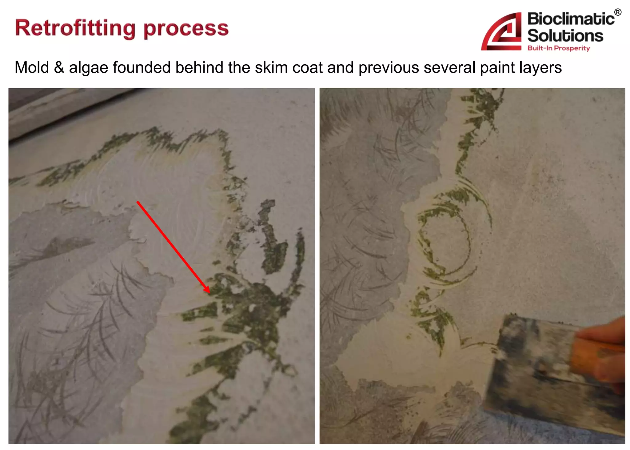 Mold & algae problem solved | PPTX