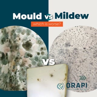 vs Mildew
Mould
vs
which is worse?
 