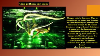 Cinq pythons sur scène
Chaque soir, la danseuse Olga se
transforme en sirène sur la scène
du Moulin-Rouge et partage son
aquarium rempli de 40 tonnes
d'eau avec cinq pythons ! Habituées
à nager avec la danseuse, ces
redoutables créatures pesant
chacune 70 kg, font partie de la
troupe du Moulin. Comme les
danseuses, après chaque
représentation, les pythons
rentrent dans leur "home sweet
home"
chez leur éleveur.
 