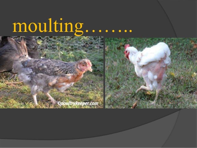 moulting in birds moulting in birds