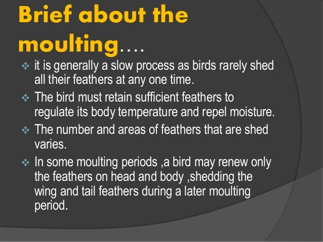 moulting in birds moulting in birds