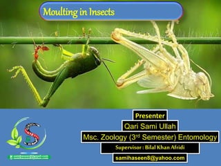 Presenter
Qari Sami Ullah
Msc. Zoology (3rd Semester) Entomology
Supervisor: Bilal KhanAfridi
Moulting in Insects
samihaseen8@yahoo.com
 