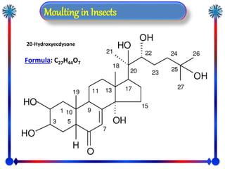Moulting in Insect by sami | PPSX