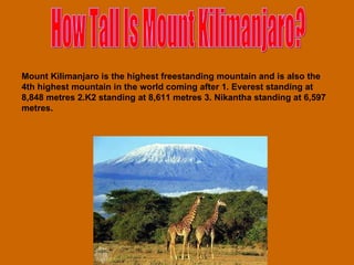 How Tall Is Mount Kilimanjaro? Mount Kilimanjaro is the highest freestanding mountain and is also the 4th highest mountain in the world coming after 1. Everest standing at 8,848 metres 2.K2 standing at 8,611 metres 3. Nikantha standing at 6,597 metres. 