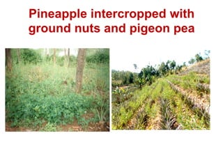 Climate Smart Agricultural Practices for Food Security in the Mountain Areas of Eastern Himalayas