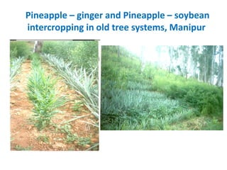 Climate Smart Agricultural Practices for Food Security in the Mountain Areas of Eastern Himalayas