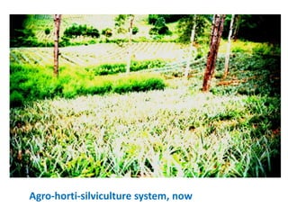 Climate Smart Agricultural Practices for Food Security in the Mountain Areas of Eastern Himalayas