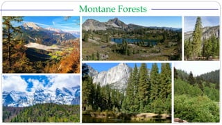 ______________________
_
Montane Forests _____________________________
 