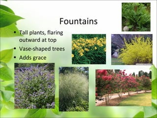 Fountains
• Tall plants, flaring
outward at top
• Vase-shaped trees
• Adds grace
 