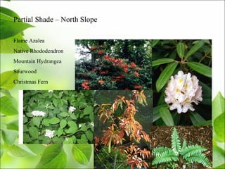 Partial Shade – North Slope
Flame Azalea
Native Rhododendron
Mountain Hydrangea
Sourwood
Christmas Fern
 