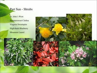 Part Sun - Shrubs
St. John’s Wort
Summersweet Clethra
Virginia Sweetspire
High-bush Blueberry
Mountain Laurel
 