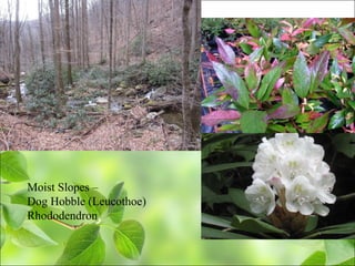 Moist Slopes –
Dog Hobble (Leucothoe)
Rhododendron
 