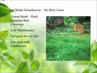 Part Shade Groundcover – No Mow Lawn
Fescue blend – Hard,
Creeping Red,
Chewings
Low Maintenance
Not good for wet site
Can plant with
wildflowers
 