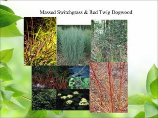 Massed Switchgrass & Red Twig Dogwood
 