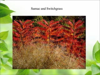 Sumac and Switchgrass
 