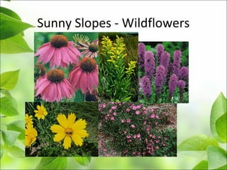 Sunny Slopes - Wildflowers
 