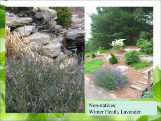 Non-natives:
Winter Heath, Lavender
 