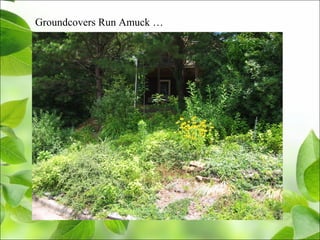 Groundcovers Run Amuck …
 