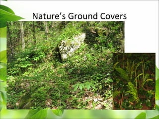 Nature’s Ground Covers
 