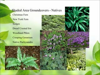 Shaded Area Groundcovers - Natives
Christmas Fern
New York Fern
Sedges
Dwarf Crested Iris
Woodland Phlox
Creeping Geranium
Native Pachysandra
 