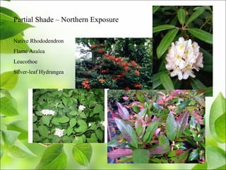 Partial Shade – Northern Exposure
Native Rhododendron
Flame Azalea
Leucothoe
Silver-leaf Hydrangea
 