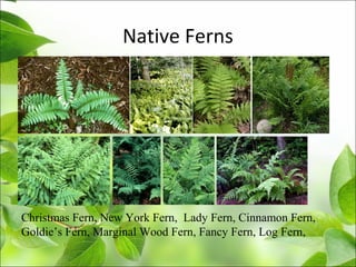 Native Ferns
Christmas Fern, New York Fern, Lady Fern, Cinnamon Fern,
Goldie’s Fern, Marginal Wood Fern, Fancy Fern, Log Fern,
 