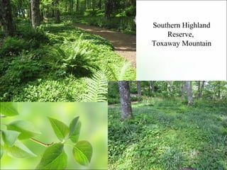 Southern Highland
Reserve,
Toxaway Mountain
 