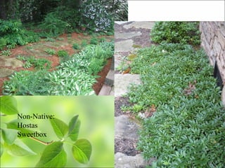 Non-Native:
Hostas
Sweetbox
 