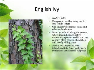English Ivy
• Hedera helix
• Evergreen vine that can grow to
100 feet in length
• Can invade woodlands, fields and
other upland areas
• It can grow both along the ground,
where it can displace native
understory species, and in the tree
canopy, often covering branches
and slowly killing trees
• Native to Europe and was
introduced into America by early
settlers for ornamental purposes
 