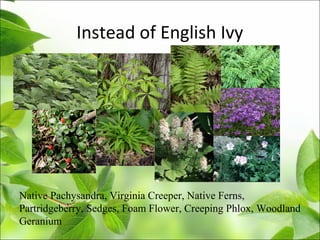 Instead of English Ivy
Native Pachysandra, Virginia Creeper, Native Ferns,
Partridgeberry, Sedges, Foam Flower, Creeping Phlox, Woodland
Geranium
 