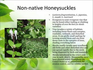 Non-native Honeysuckles
• Lonicera fragrantissima, L. japonica,
L. maaki, L. morrowii
• Evergreen to semi-evergreen vine that
can be found either trailing or climbing
to heights of over 80 feet (or shrub
varieties)
• Vine invades a variety of habitats
including forest floors and canopies,
roadsides, wetlands, and disturbed
areas. It can girdle small saplings by
twining around them and can form
dense mats in the canopies of trees,
shading everything below
• Shrubs readily invade open woodlands,
old fields and other disturbed sites and
can spread rapidly due to the seeds
being dispersed by birds and mammals
• Shrubs introduced in the 1700’s and
vine in early 1800’s. Honeysuckle have
been planted widely throughout the
United States as an ornamental, for
erosion control, and for wildlife habitat.
 