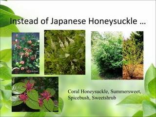 Instead of Japanese Honeysuckle …
Coral Honeysuckle, Summersweet,
Spicebush, Sweetshrub
 