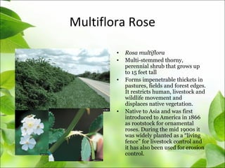 Multiflora Rose
• Rosa multiflora
• Multi-stemmed thorny,
perennial shrub that grows up
to 15 feet tall
• Forms impenetrable thickets in
pastures, fields and forest edges.
It restricts human, livestock and
wildlife movement and
displaces native vegetation.
• Native to Asia and was first
introduced to America in 1866
as rootstock for ornamental
roses. During the mid 1900s it
was widely planted as a “living
fence” for livestock control and
it has also been used for erosion
control.
 