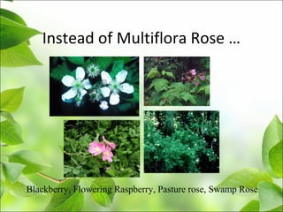 Instead of Multiflora Rose …
Blackberry, Flowering Raspberry, Pasture rose, Swamp Rose
 
