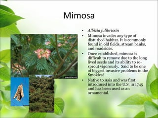 Mimosa
• Albizia julibrissin
• Mimosa invades any type of
disturbed habitat. It is commonly
found in old fields, stream banks,
and roadsides.
• Once established, mimosa is
difficult to remove due to the long
lived seeds and its ability to re-
sprout vigorously. Said to be one
of biggest invasive problems in the
Smokies!
• Native to Asia and was first
introduced into the U.S. in 1745
and has been used as an
ornamental.
 