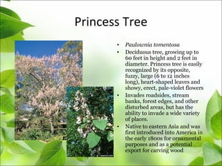 Princess Tree
• Paulownia tomentosa
• Deciduous tree, growing up to
60 feet in height and 2 feet in
diameter. Princess tree is easily
recognized by its opposite,
fuzzy, large (6 to 12 inches
long), heart-shaped leaves and
showy, erect, pale-violet flowers
• Invades roadsides, stream
banks, forest edges, and other
disturbed areas, but has the
ability to invade a wide variety
of places.
• Native to eastern Asia and was
first introduced into America in
the early 1800s for ornamental
purposes and as a potential
export for carving wood
 