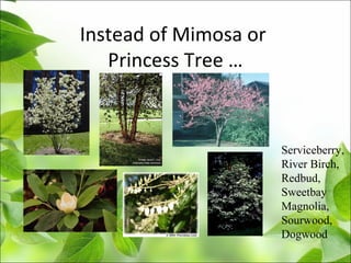 Instead of Mimosa or
Princess Tree …
Serviceberry,
River Birch,
Redbud,
Sweetbay
Magnolia,
Sourwood,
Dogwood
 