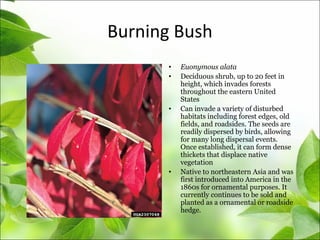 Burning Bush
• Euonymous alata
• Deciduous shrub, up to 20 feet in
height, which invades forests
throughout the eastern United
States
• Can invade a variety of disturbed
habitats including forest edges, old
fields, and roadsides. The seeds are
readily dispersed by birds, allowing
for many long dispersal events.
Once established, it can form dense
thickets that displace native
vegetation
• Native to northeastern Asia and was
first introduced into America in the
1860s for ornamental purposes. It
currently continues to be sold and
planted as a ornamental or roadside
hedge.
 