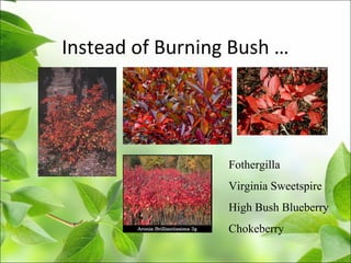 Instead of Burning Bush …
Fothergilla
Virginia Sweetspire
High Bush Blueberry
Chokeberry
 