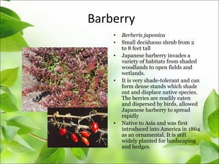 Barberry
• Berberis japonica
• Small deciduous shrub from 2
to 8 feet tall
• Japanese barberry invades a
variety of habitats from shaded
woodlands to open fields and
wetlands.
• It is very shade-tolerant and can
form dense stands which shade
out and displace native species.
The berries are readily eaten
and dispersed by birds, allowed
Japanese barberry to spread
rapidly
• Native to Asia and was first
introduced into America in 1864
as an ornamental. It is still
widely planted for landscaping
and hedges.
 