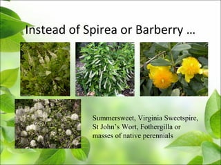 Instead of Spirea or Barberry …
Summersweet, Virginia Sweetspire,
St John’s Wort, Fothergilla or
masses of native perennials
 