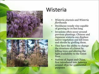 Wisteria
• Wisteria sinensis and Wisteria
floribunda
• Deciduous woody vine capable
of growing to 70 feet long
• Invasions often occur around
previous plantings. Chinese and
Japanese wisteria can displace
native vegetation and kill trees
and shrubs by girdling them.
• They have the ability to change
the structure of a forest by
killing trees and altering the
light availability to the forest
floor.
• Natives of Japan and China,
first introduced into America
around 1830 for ornamental
purposes
 