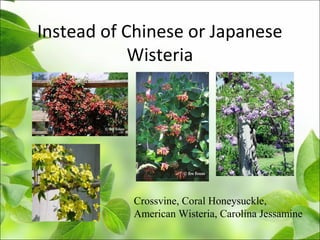 Instead of Chinese or Japanese
Wisteria
Crossvine, Coral Honeysuckle,
American Wisteria, Carolina Jessamine
 